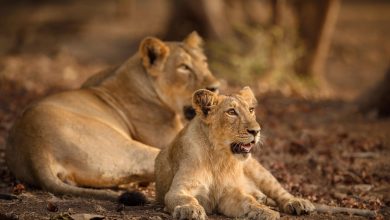 gir-national-park-know-how-to-reach-here-jungle-safari-timings-and-places-to-stay-