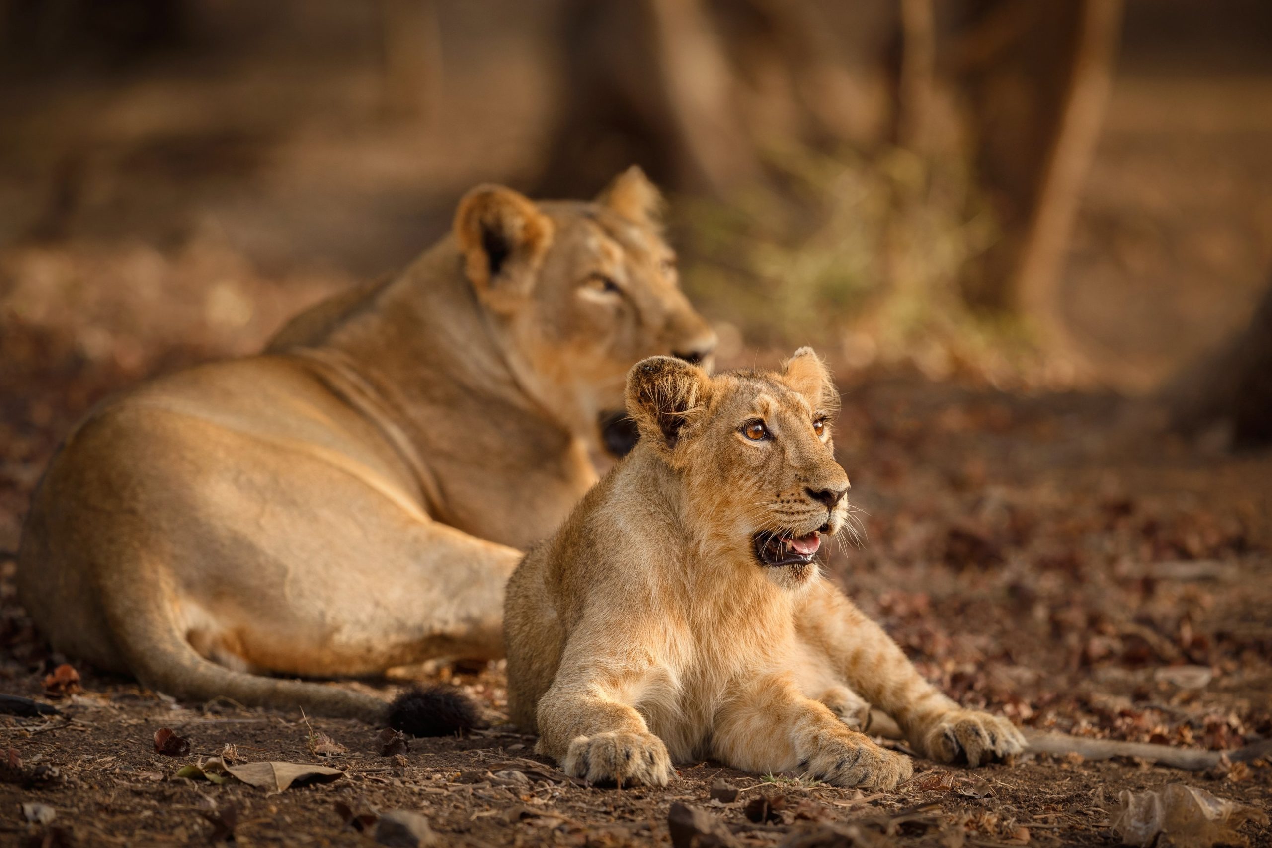 gir-national-park-know-how-to-reach-here-jungle-safari-timings-and-places-to-stay-